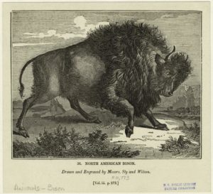 "North American Bison". Example from the Art and Picture Collection on The New York Public Library Digital Collections